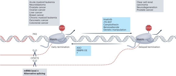 New paper from prof. Kamieniarz-Gdula’s group in Nature Structural & Molecular Biology!